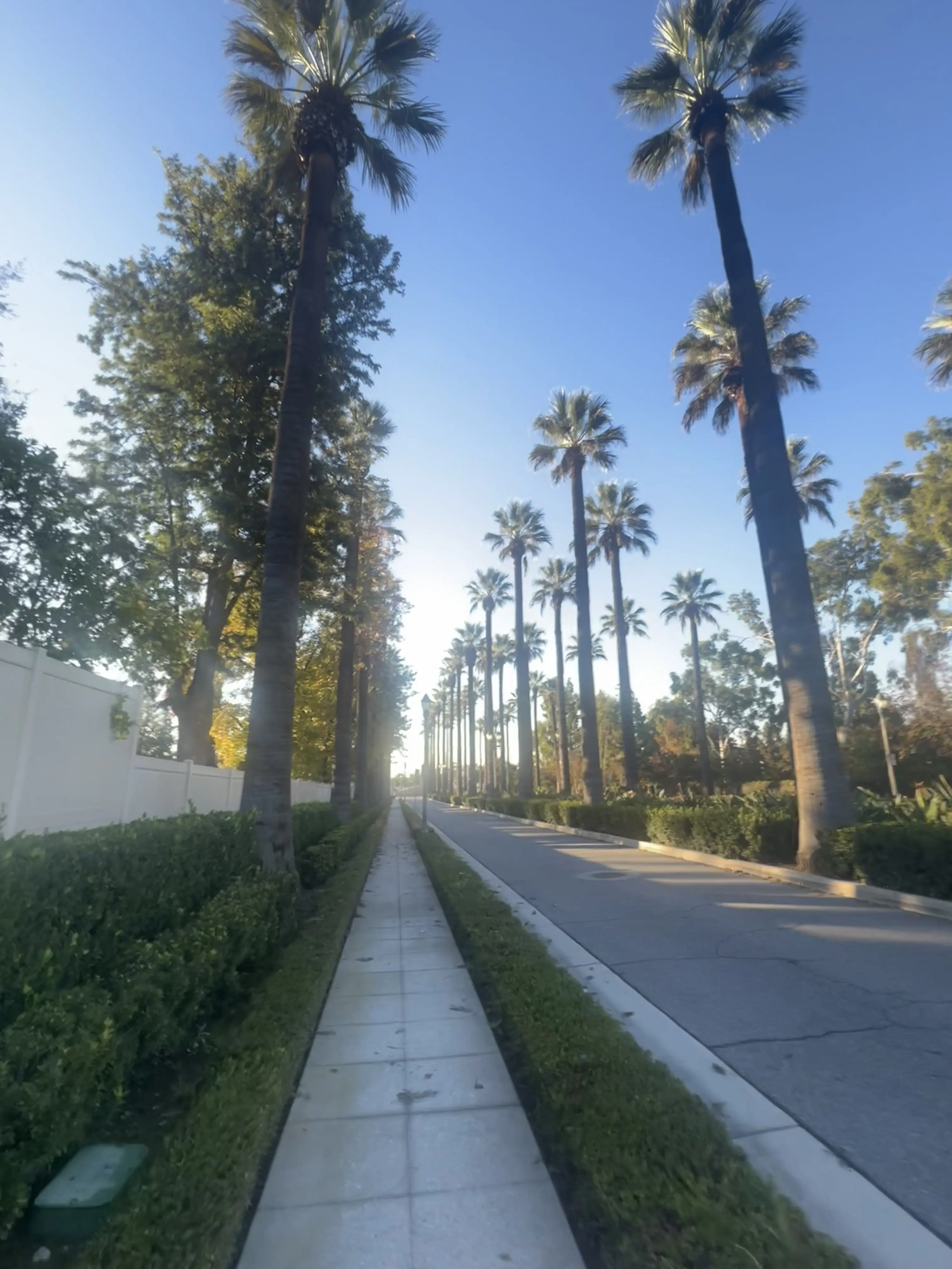 Palm trees at Monrovia Nursery, Azusa